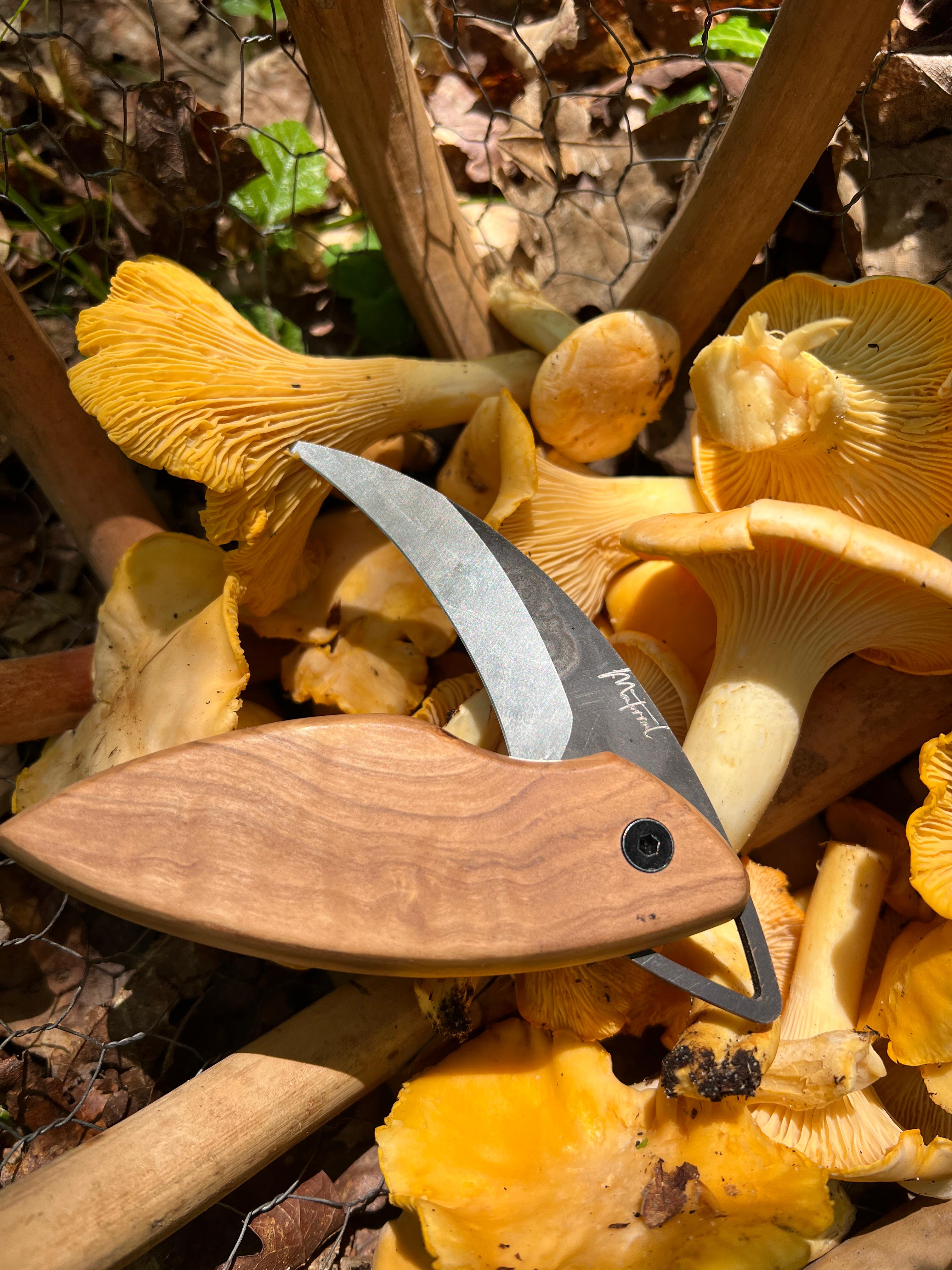 Couteau Ă champignon Matorral en olivier