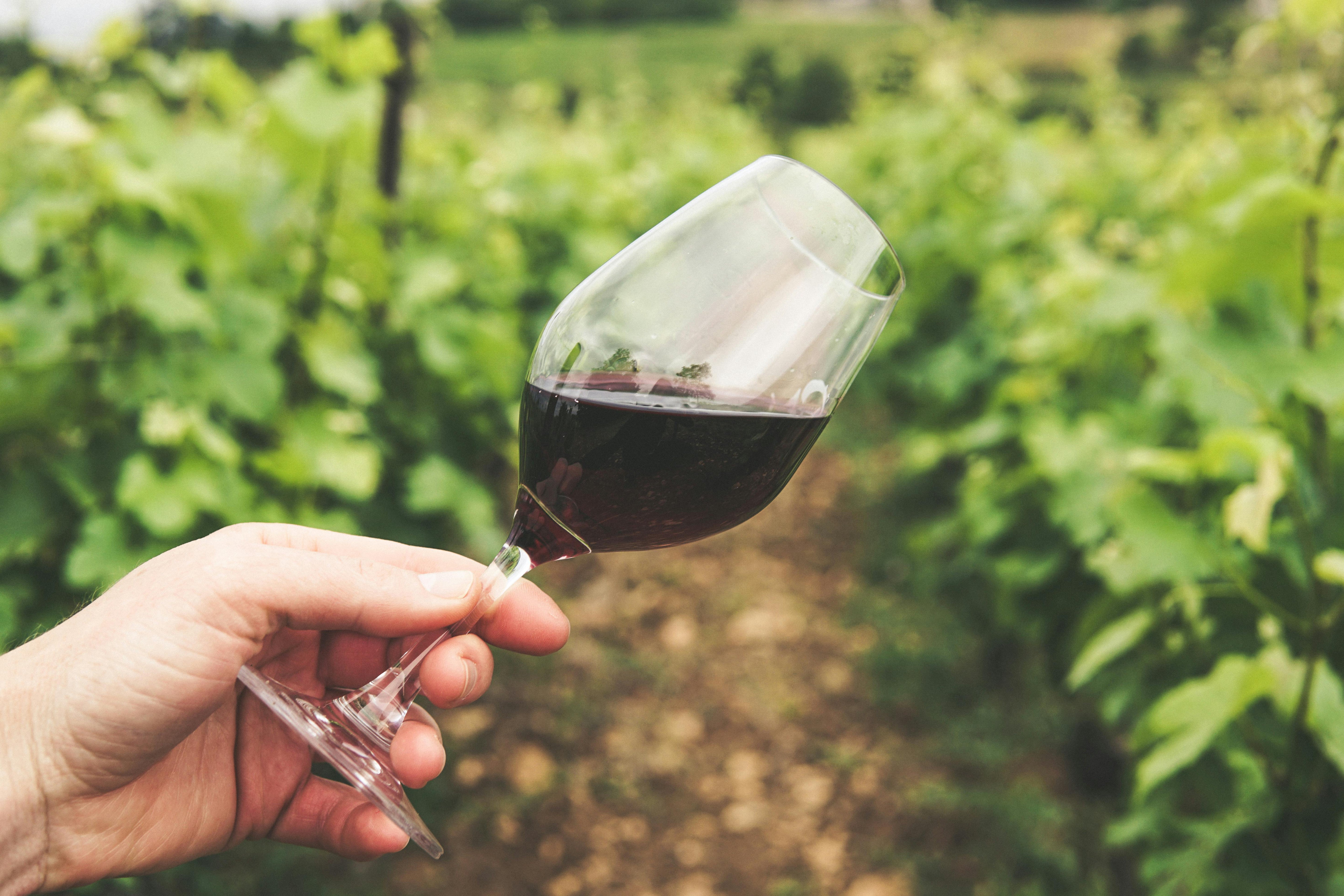 Nos vins du Languedoc à associer à des viandes